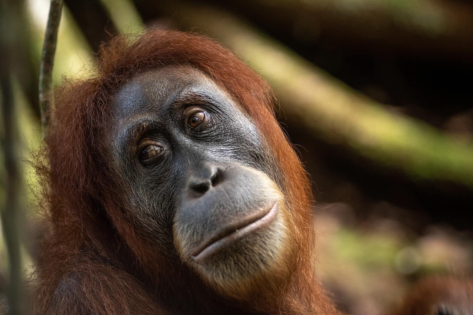 Sumatran Orangutan  Society Godfrey Wilson